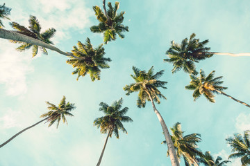 Kokospalme auf Himmelshintergrund. Niedrigwinkelansicht. Getöntes Bild