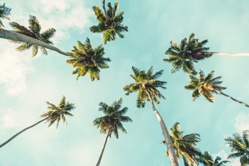 Keuken foto achterwand Palmboom Kokospalm op hemelachtergrond. Lage hoekmening. Getinte afbeelding