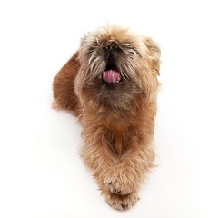 Brussels griffon on a white background