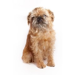 Brussels griffon on a white background