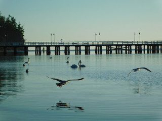 Birds near pier