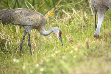 Obraz na płótnie Canvas Sandhill cranes with chicks at a swamp, Orlando Wetlands Park.