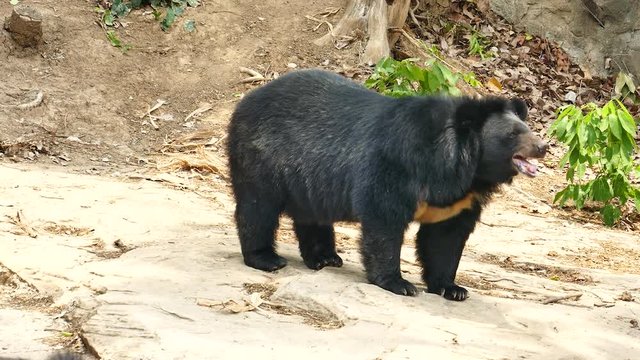 Bear in forest fo thailand.