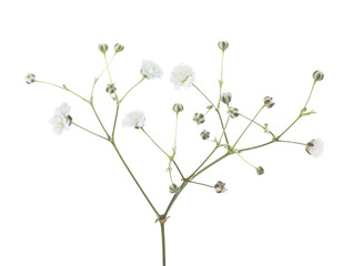 Gypsophila isolated on white background.