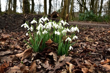 Spring Galanthus