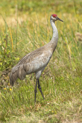 Obraz premium Sandhill crane at a swamp in Orlando Wetlands Park.