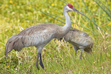 Obraz premium Sandhill cranes at a swamp in Orlando Wetlands Park.
