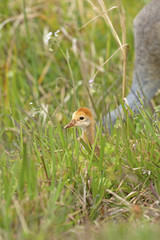 Sandhill crane with chicks at a swamp, Orlando Wetlands Park.
