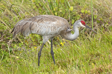 Sandhill crane at a swamp in Orlando Wetlands Park.