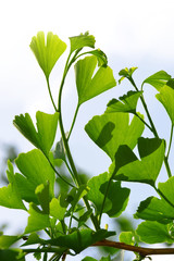 Branch with green leaves of Ginkgo Biloba.