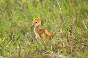 Sandhill crane chick at a swamp in Orlando Wetlands Park.