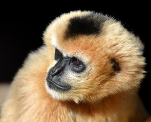 Portrait of a female White Cheeked Gibbon ( Nomascus leucogenys ) on black background.