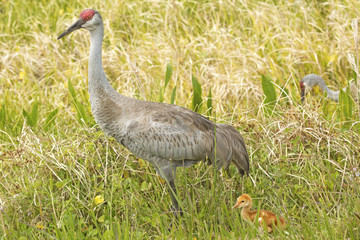 Fototapeta premium Sandhill crane with chicks at a swamp, Orlando Wetlands Park.