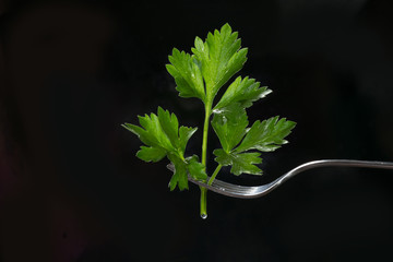 Fresh wet parsley on fork on a black background. Isolated.