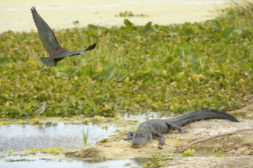 Glossy ibis flying over an alligator at Orlando Wetlands Park.