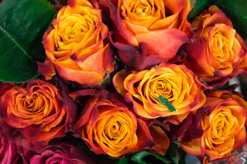 Many different-colored roses in a bouquet on the table.