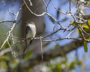 Eastern Phoebe perching bird in a natural landscape