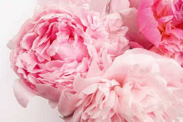 Obrazy na Szkle  Piękny różowy kwiat Peonie na jasnym tle