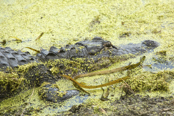 Alligator lying in pond weeds at Orlando Wetlands Park.