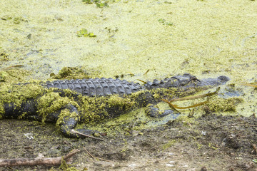 Alligator lying in pond weeds at Orlando Wetlands Park.