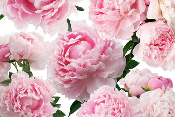 Peony pink flowers on white background. Floral pattern