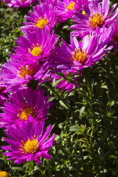 Violin Blossoms of Aster