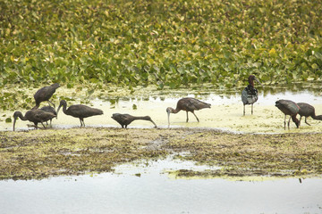 Flock of glossy ibises feeding at Orlando Wetlands Park, Florida.