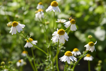 chamomile plants in the garden