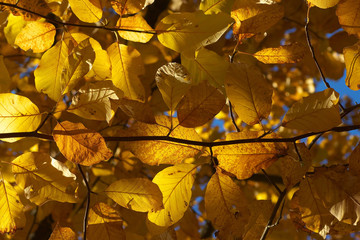 Beech leaves at autumnal time