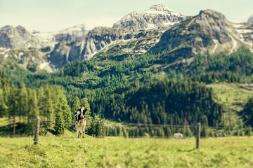 Fototapeta na wymiar Kühe auf der Weide in den Österreichischen Alpen