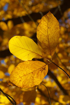 Beech leaves at autumnal time