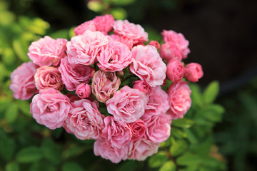 Fresh pink roses bunch with dew drops in morning garden.