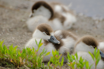 sleeping ducklings