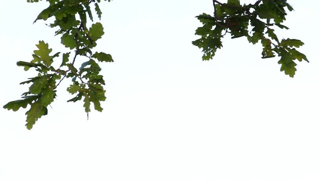Branch of an oak tree with green leaves hanging from above, on a white background 2