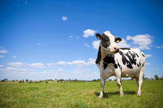 Fototapeta Vache Prim'Holstein en campagne