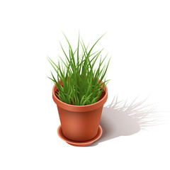 Isolated ceramic flowerpot with a grass. Isometric  the house flower isolated on a white background. Vector illustration