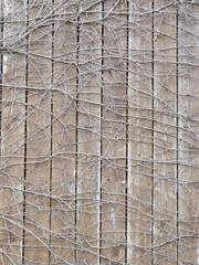 Holzwand latten-wand kletterpflanze trocken