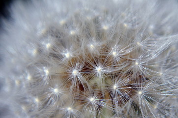 part of the dandelion with seeds, closeup, the center of focus, warm color, texture
