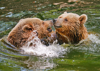 Two bears fighting in water.