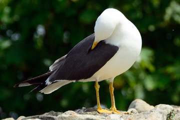 Black-backed gull, Inchcolm Island, Scotland