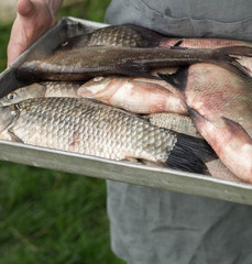 Men's hands hold a tray with freshly caught fish carp and bream