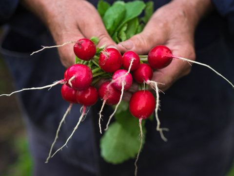 Freshly harvested of radishes on hands of farmer