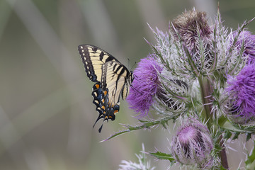 Eastern Tiger Swallowtail Butterfly with wildflower bloom on natural landscape
