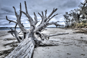 Driftwood Beach, Jekyll Island, GA