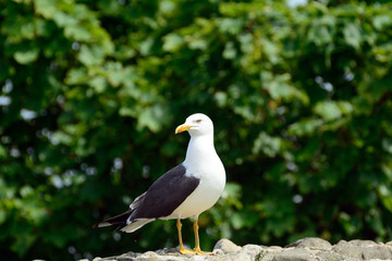 Black-backed gull, Inchcolm Island, Scotland