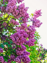 Obraz premium Blooming lilac on a sunny day
