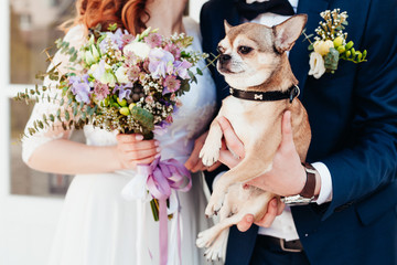 Little dog at the wedding