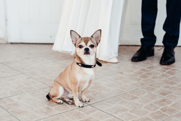 Little dog at the wedding