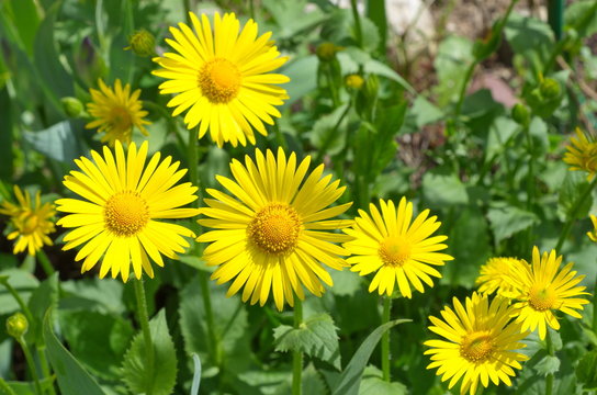 Doronikum flowers in the garden