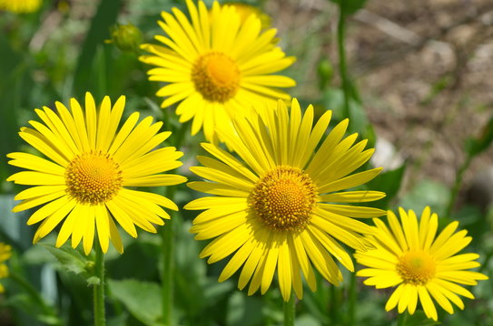Doronikum flowers closeup